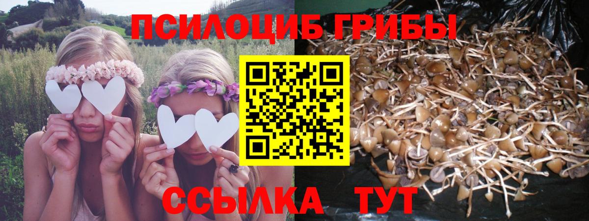 Псилоцибиновые грибы прущие грибы Калач-на-Дону